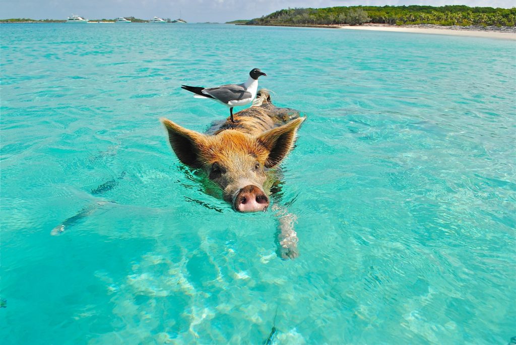 bahamas beach pig swimming